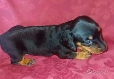 Bassotto tedesco cuccioli pelo corto kaninchen
