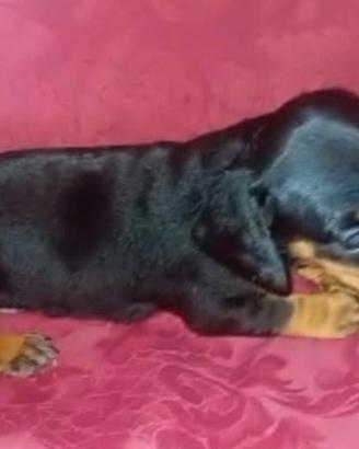 Bassotto tedesco cuccioli pelo corto kaninchen
