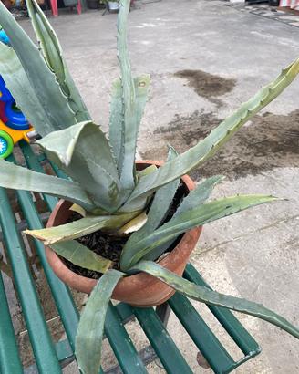 pianta da giardino