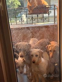 Do cani di circa 8 mesi