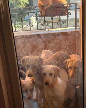 Do cani di circa 8 mesi