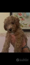 Cuccioli di barboncino toy