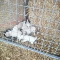 Dolcissimi cuccioli meticci