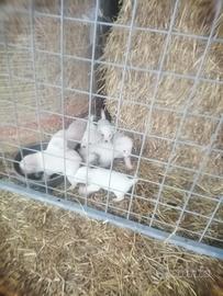 Dolcissimi cuccioli meticci