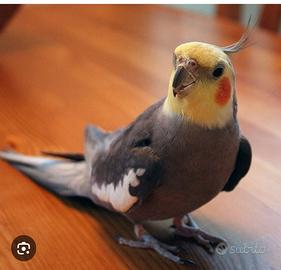 Calopsitta