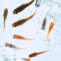 Medaka Reisfisch Mix Oryzias latipes