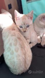 Cuccioli di gatto Bengala