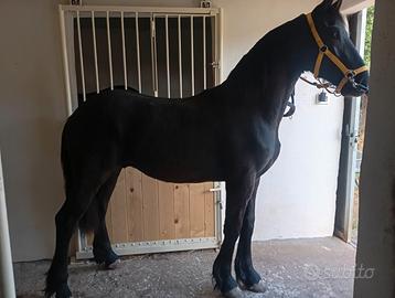 Cavallo frisone
