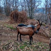 Becco Camosciato delle alpi