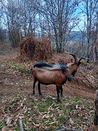 Becco Camosciato delle alpi