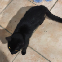 Due Gattine femmine nere di un anno