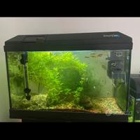 Acquario 70 lt con pesci