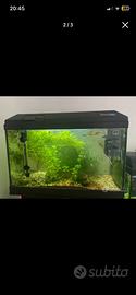 Acquario 70 lt con pesci