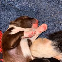 Cuccioli di border collie