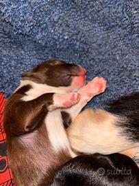Cuccioli di border collie