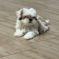 Cucciolo di shih tzu