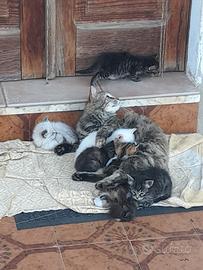 Gattini appena nati