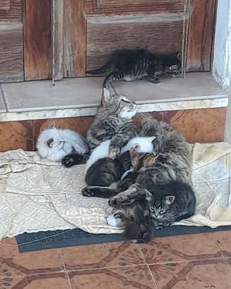Gattini appena nati