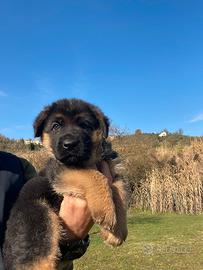 Cuccioli di pastore tedesco