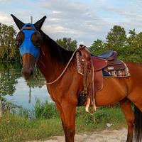 Cavallo Trottatore Italiano