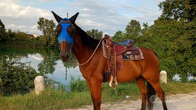 Cavallo Trottatore Italiano