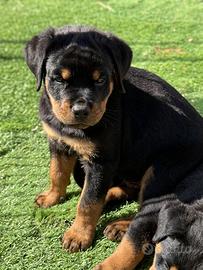 Cucciola rottweiler con pedigree 65 giorni