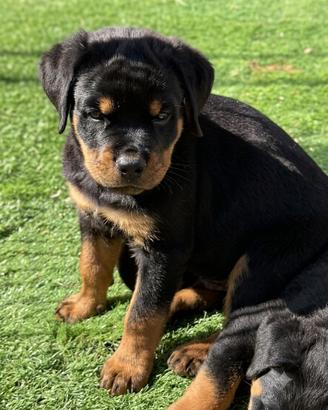 Cucciola rottweiler con pedigree 65 giorni