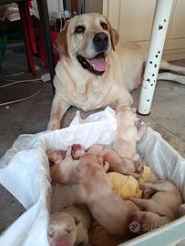 Labrador