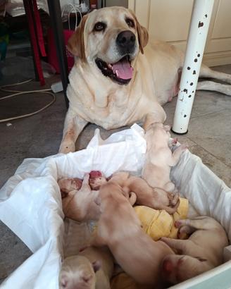 Labrador