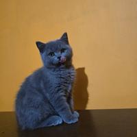 Gattini scottisch straight