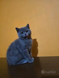 Gattini scottisch straight