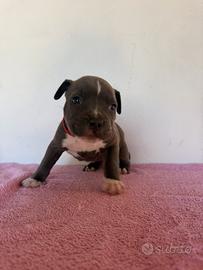 Cucciola amstaff femmina nata il 21 agosto