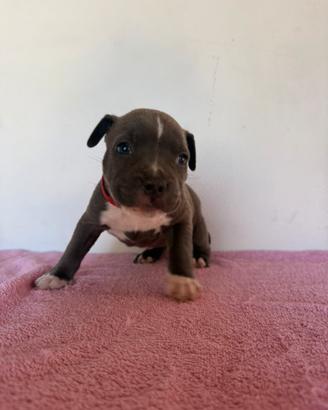 Cucciola amstaff femmina nata il 21 agosto