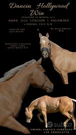 Stallone Quarter 2020