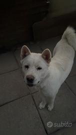 Akita americano