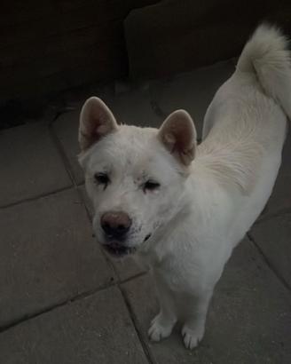 Akita americano
