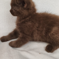 Cucciolo british shorthair chocolat