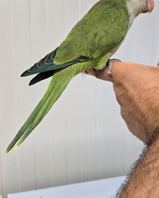 Pappagalli parrocchetti addomesticati