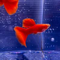 Guppy show full red albino big dorsal