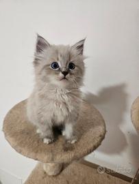 Gattini siberiani ipoallergenici