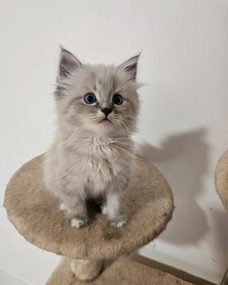 Gattini siberiani ipoallergenici