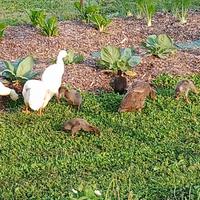 Uova anatra corritrice