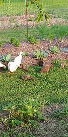 Uova anatra corritrice