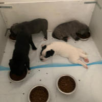 Staffordshid Bull Terrier