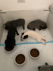 Staffordshid Bull Terrier