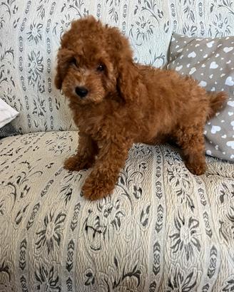 Cuccioli di Barboncino Nano Red