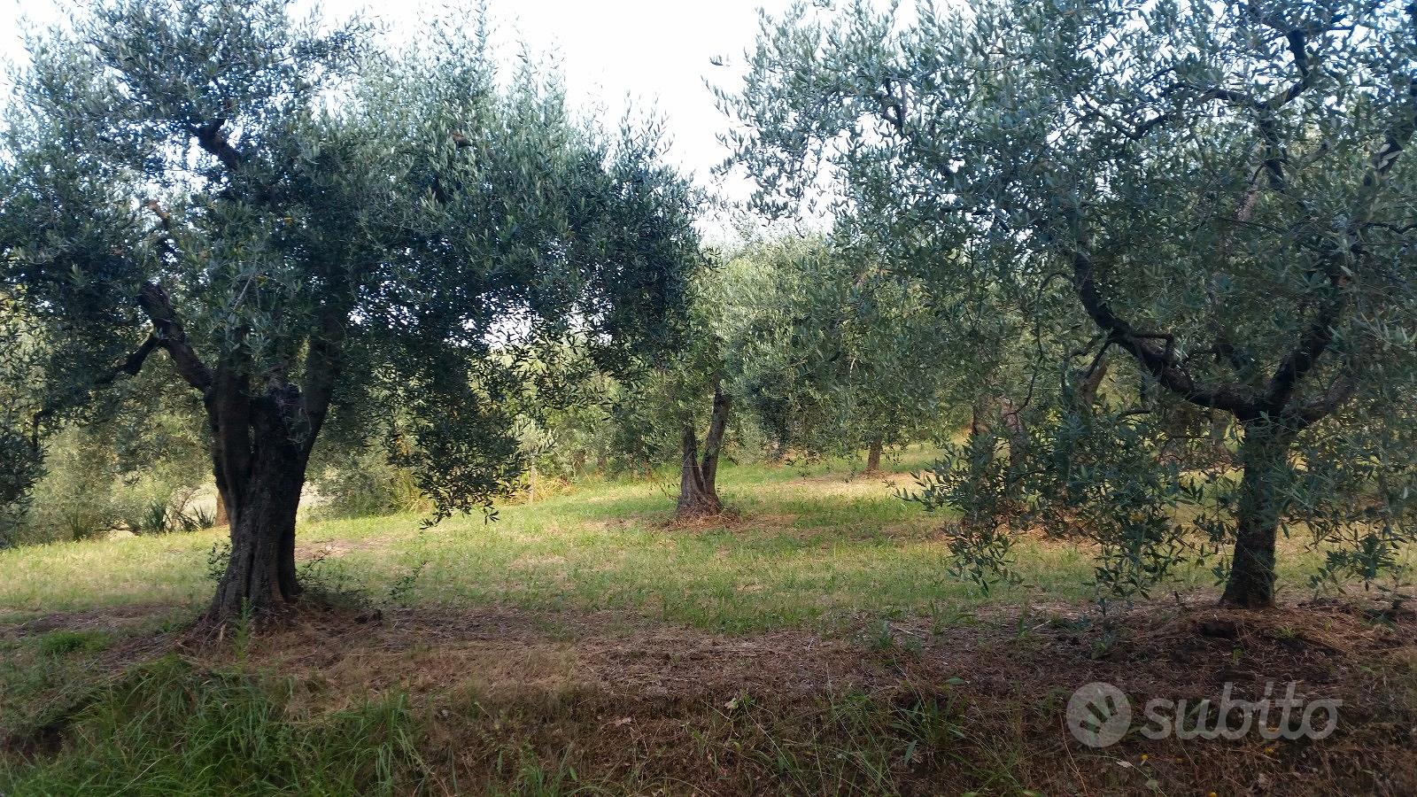 Terreno agricolo con annesso in legno - Vista 3