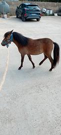 Pony femmina