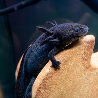 Axolotl ( ambystoma mexicanum)