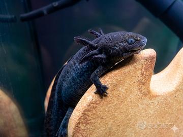 Axolotl ( ambystoma mexicanum)